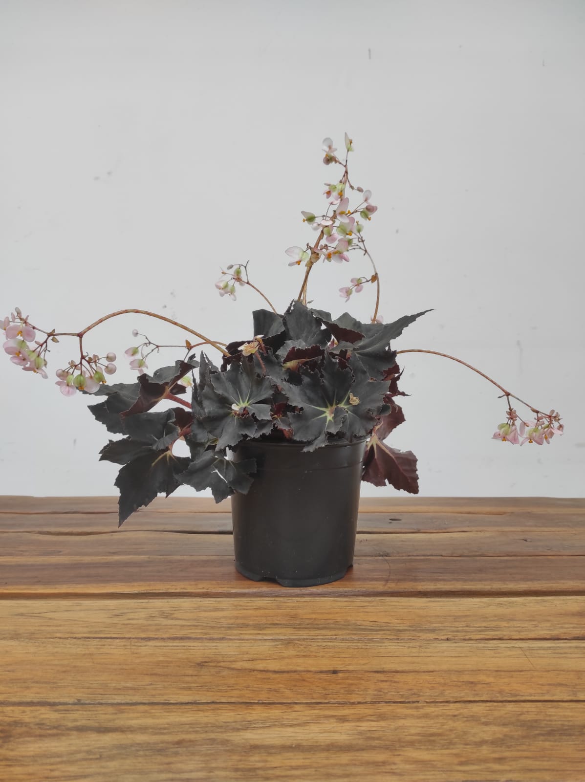 Begonia Black Fang - Image 2