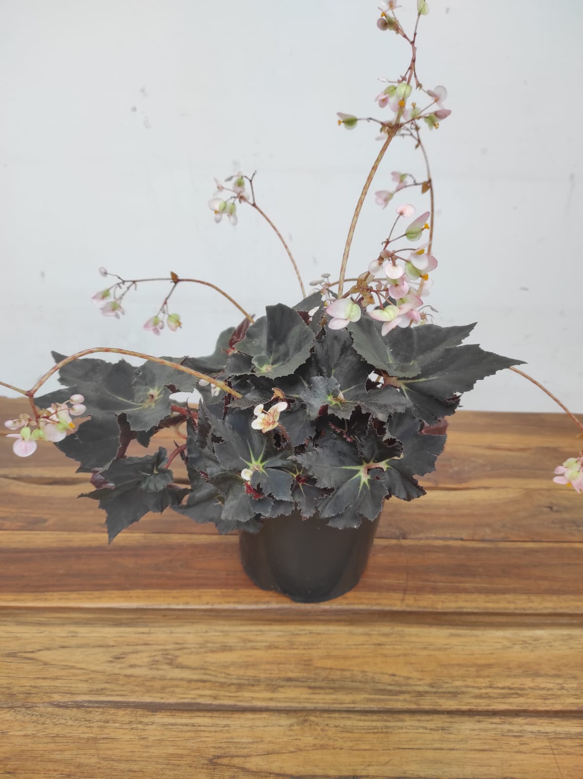 Begonia Black Fang