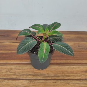 Impatien Morsei Velvetea