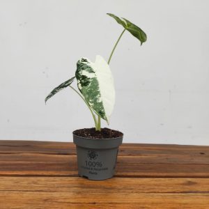 Alocasia Frydek Variegata - V.12