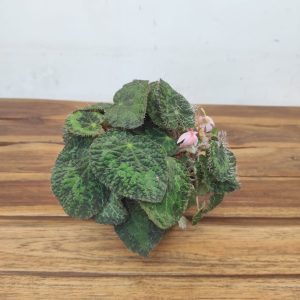 Begonia Sizeamora
