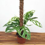 Monstera Adansonii 'Indonesian Marble'