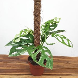 Monstera Adansonii 'Indonesian Marble'