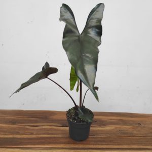 Alocasia Purple Cloak