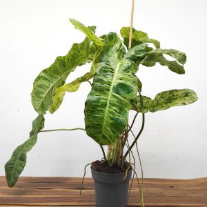 Philodendron Paraíso Verde Variegata