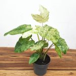 Alocasia Splash