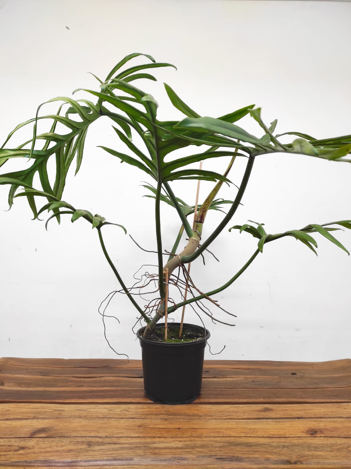 Philodendron Elegans - Image 2