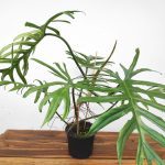 Philodendron Elegans