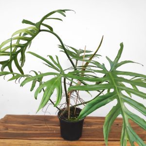 Philodendron Elegans