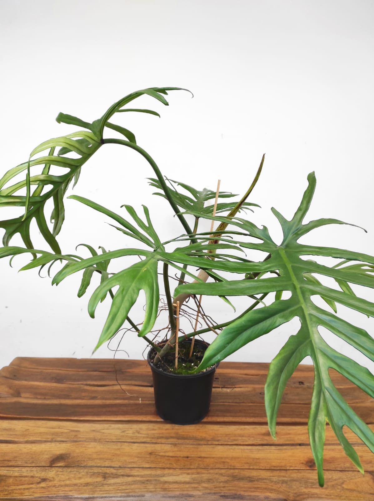 Philodendron Elegans