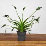 Alocasia Tiny Dancer