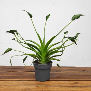 Alocasia Tiny Dancer