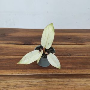 Philodendron Snowdriift Variegata - V.6