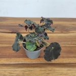 Begonia Magic Colors Dark Mambo - V.6