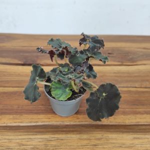 Begonia Magic Colors Dark Mambo - V.6