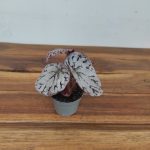 Begonia Silver Dollar - V.6