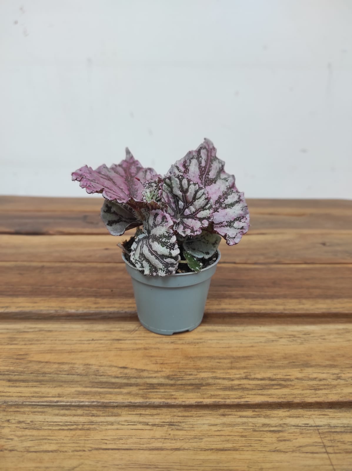 Begonia 'Rex Dew Drop' - V.6 - Image 2