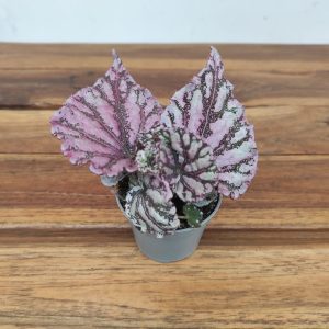 Begonia 'Rex Dew Drop' - V.6