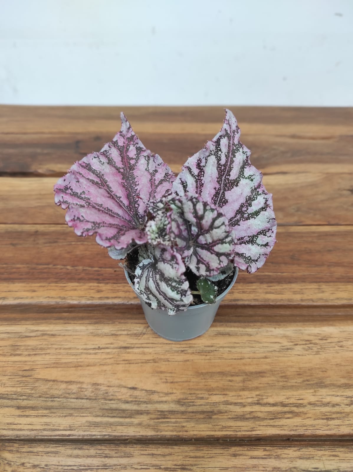 Begonia 'Rex Dew Drop' - V.6