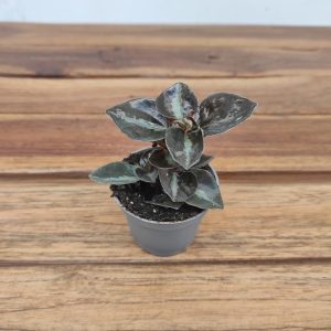 Peperomia Colombiana - V.6