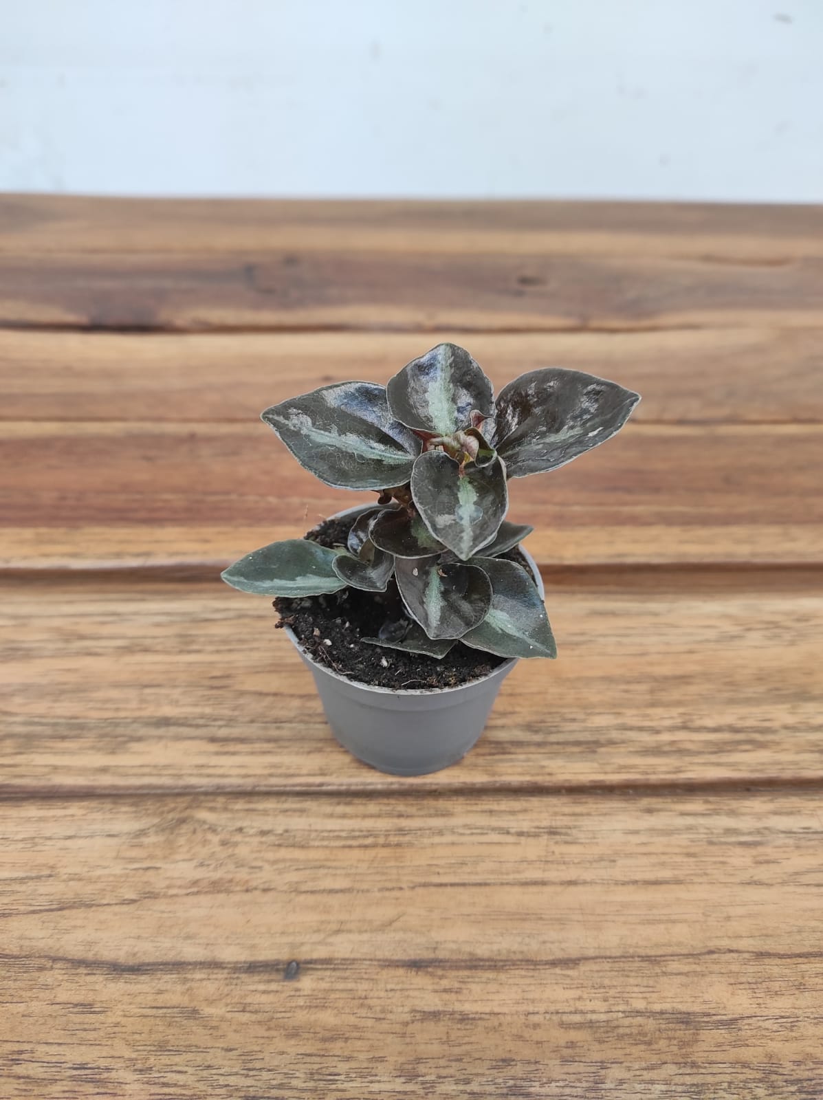 Peperomia Colombiana - V.6
