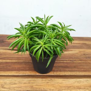 Peperomia Nevada