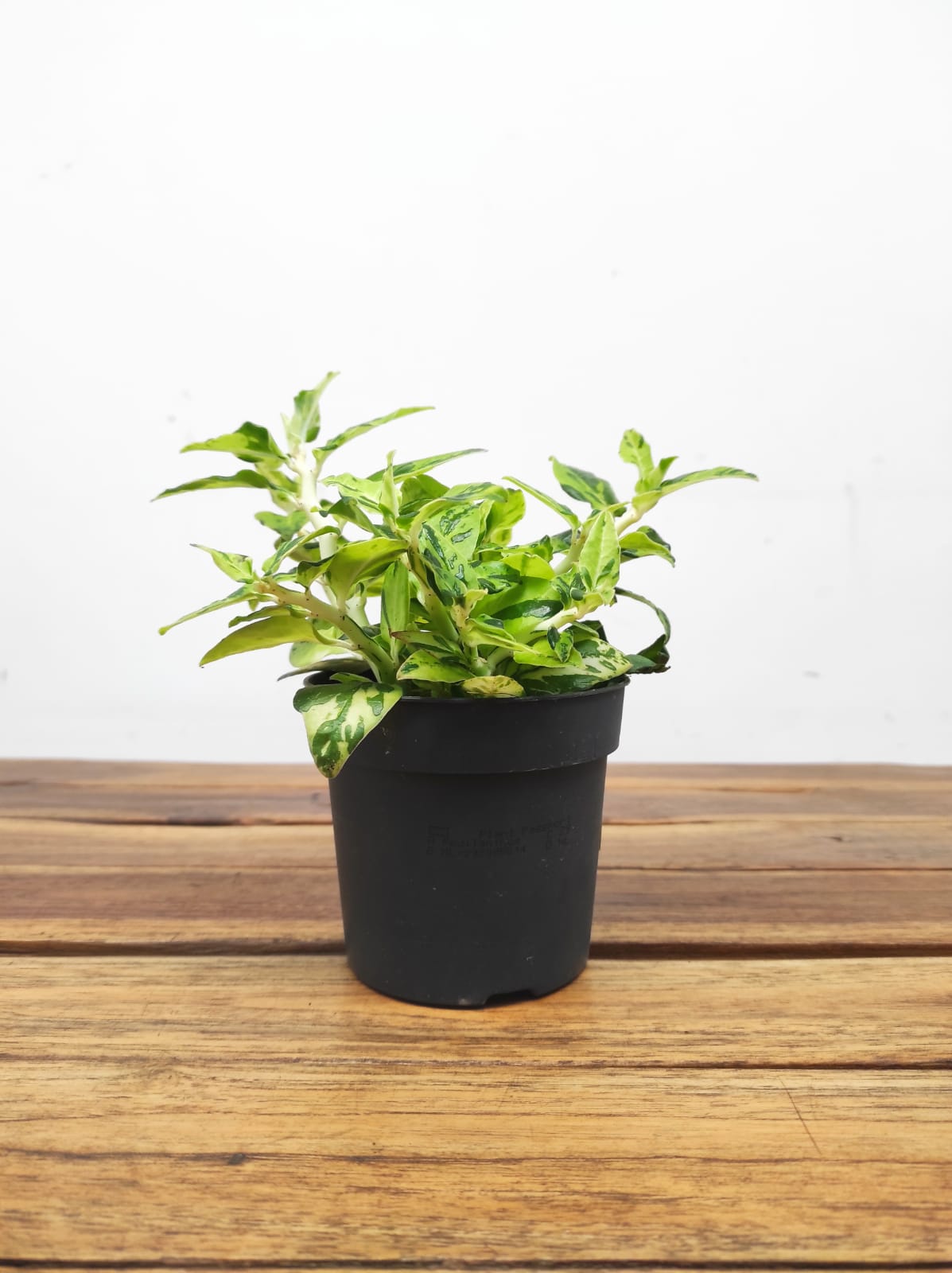 Pedilanthus Tithymaloides - Image 2