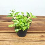 Pedilanthus Tithymaloides