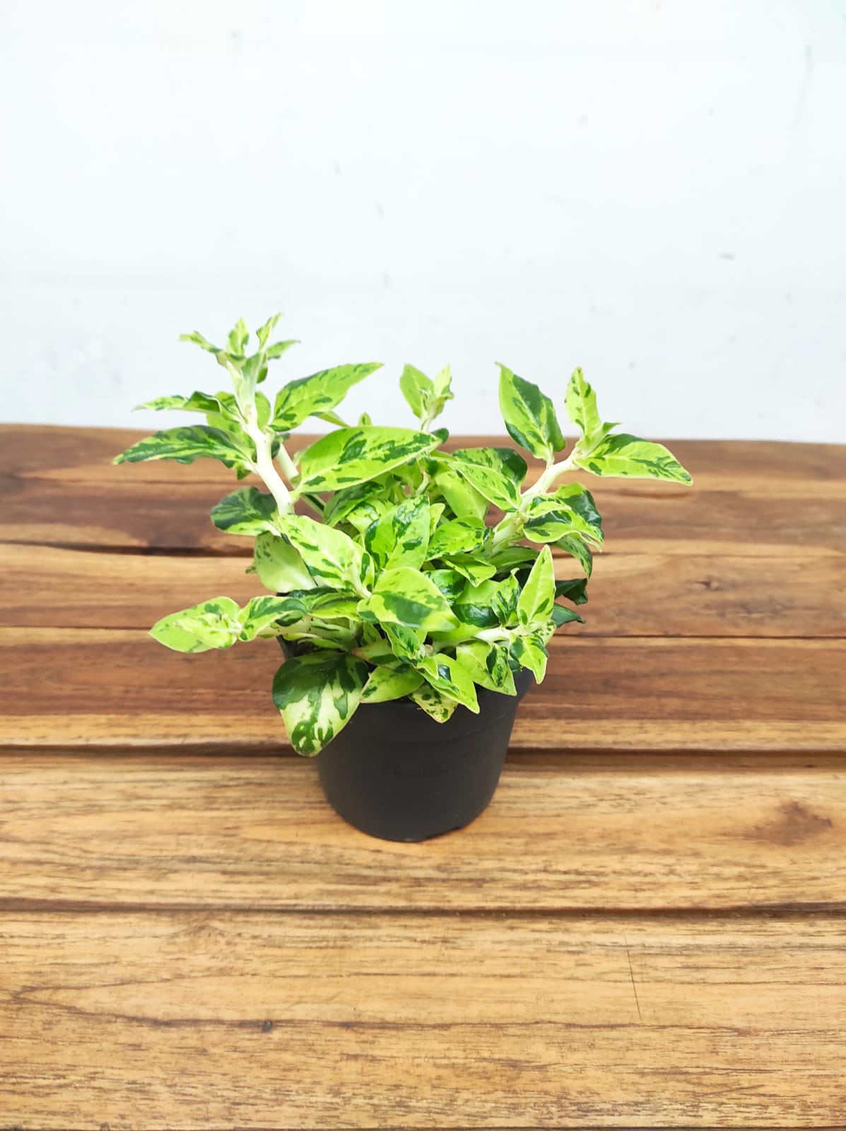 Pedilanthus Tithymaloides