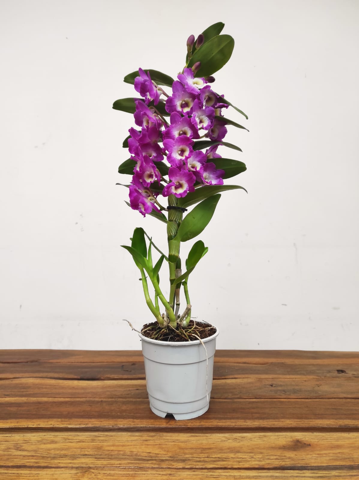 Dendrobium Nobile - Image 2