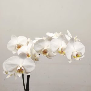 Phalaenopsis Multifl. Branco - V.12