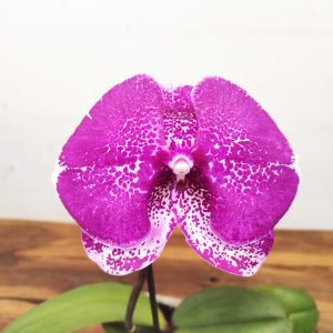Phalaenopsis Flor Grande - V.9
