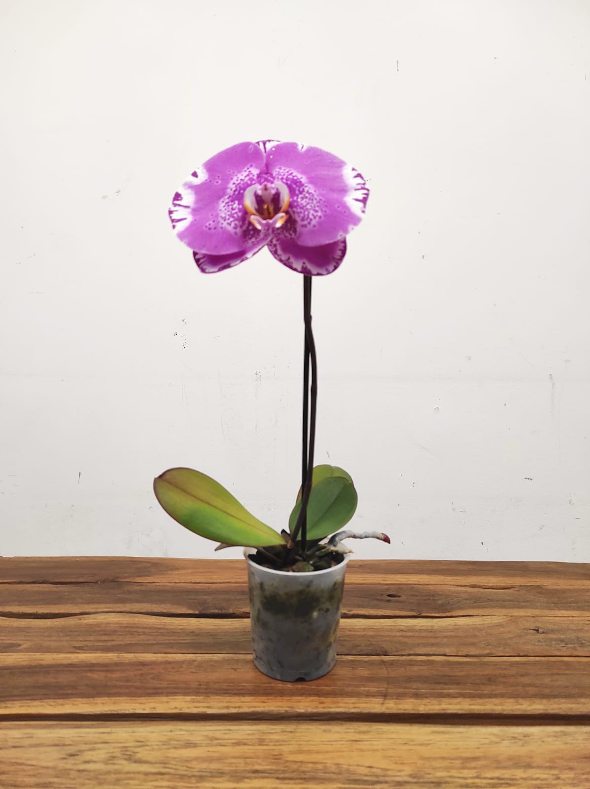 Phalaenopsis Flor Grande - V.9 - Image 2