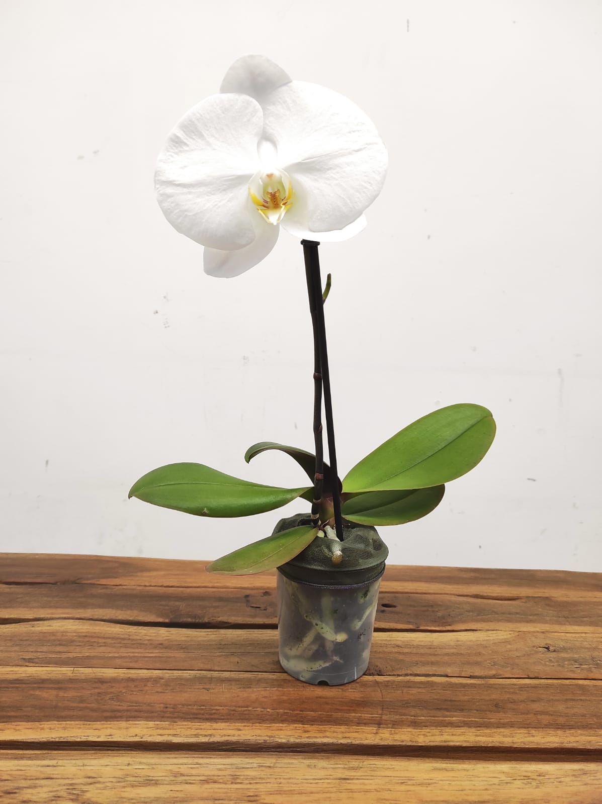 Phalaenopsis Flor Grande - V.9 - Image 2