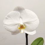 Phalaenopsis Flor Grande - V.9