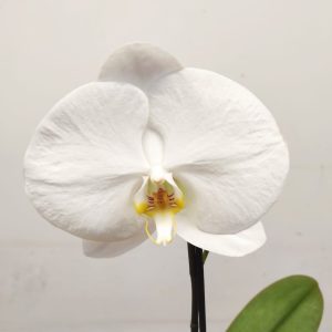 Phalaenopsis Flor Grande - V.9