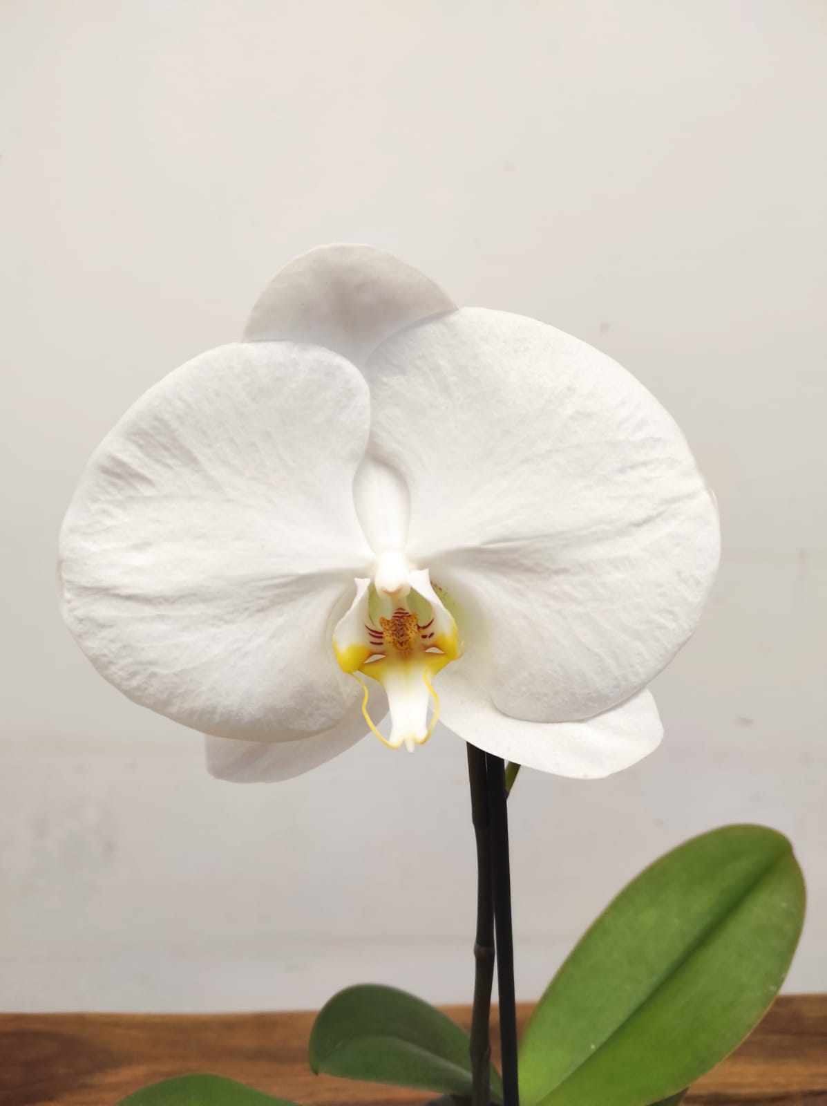 Phalaenopsis Flor Grande - V.9