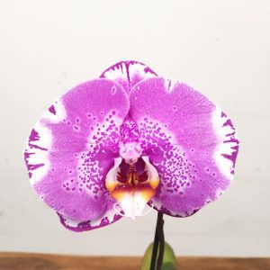 Phalaenopsis Flor Grande - V.9