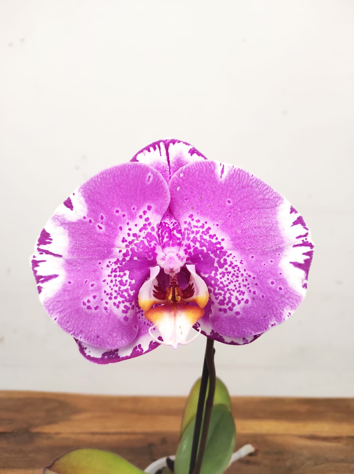 Phalaenopsis Flor Grande - V.9