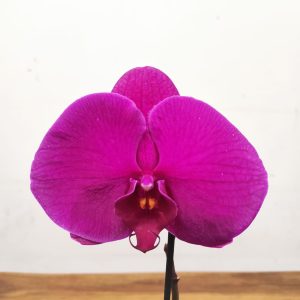 Phalaenopsis Flor Grande - V.9