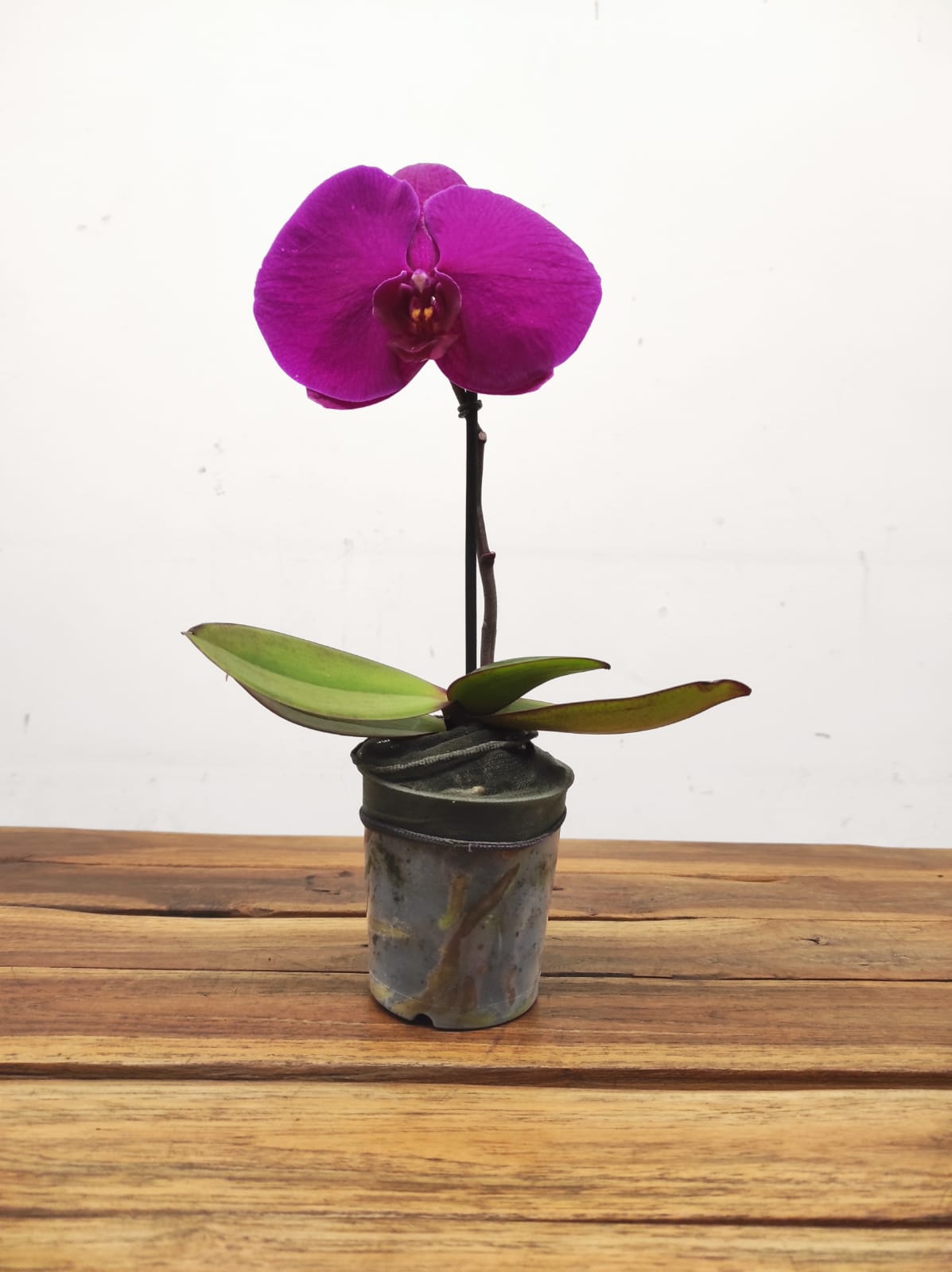 WhatsApp Image 2026-02-03 at 09.32.53 (2)