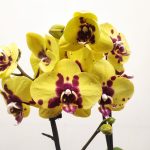 Phalaenopsis V.12
