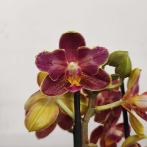 Phalaenopsis V.12