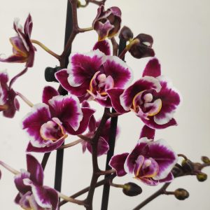 Phalaenopsis V.12