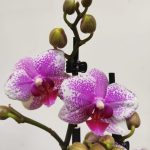 Phalaenopsis V.12