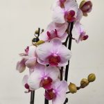 Phalaenopsis V.12