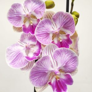 Phalaenopsis V.12