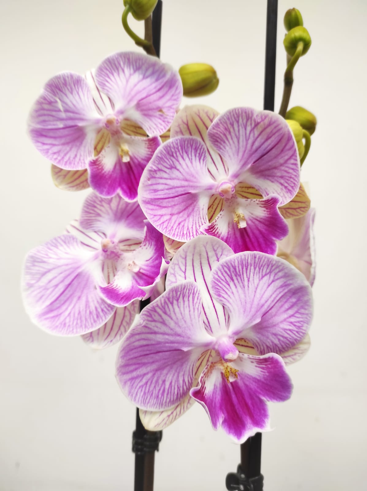 Phalaenopsis V.12