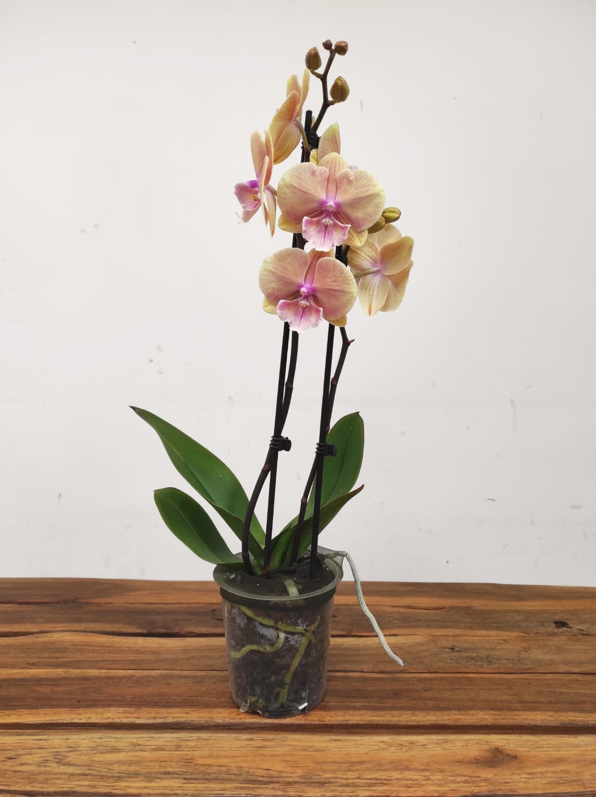 Phalaenopsis V.12 - Image 2