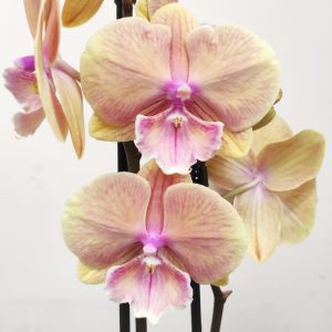 Phalaenopsis V.12